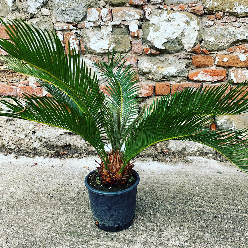 Cykas Revoluta (Cykas Japonský)