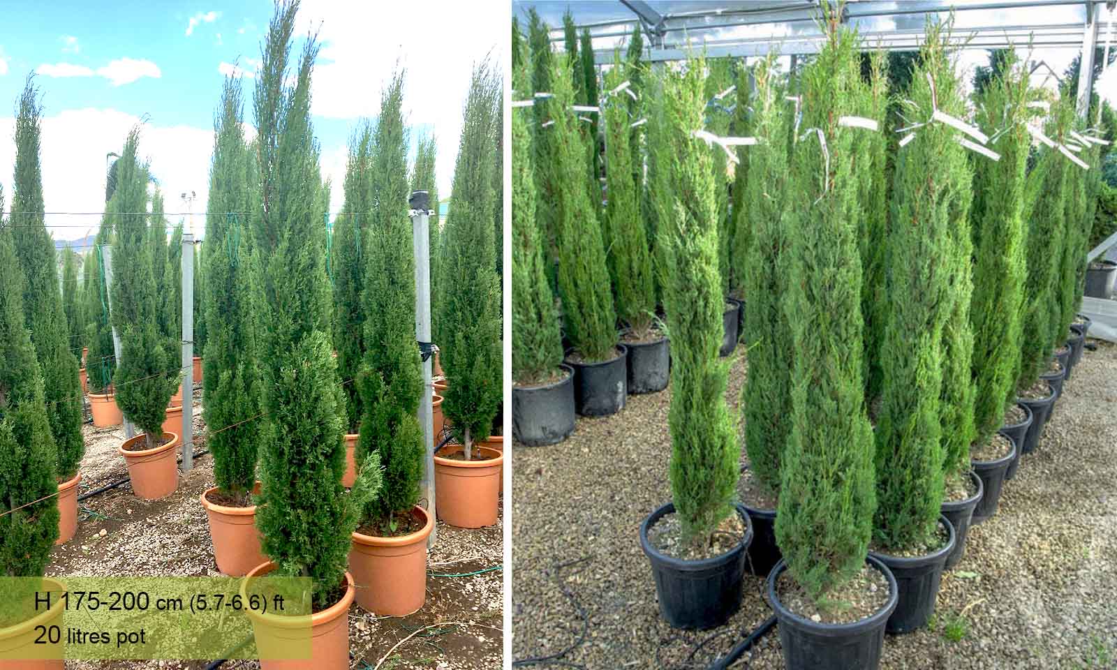 Cypřiš vždy zelený Totem