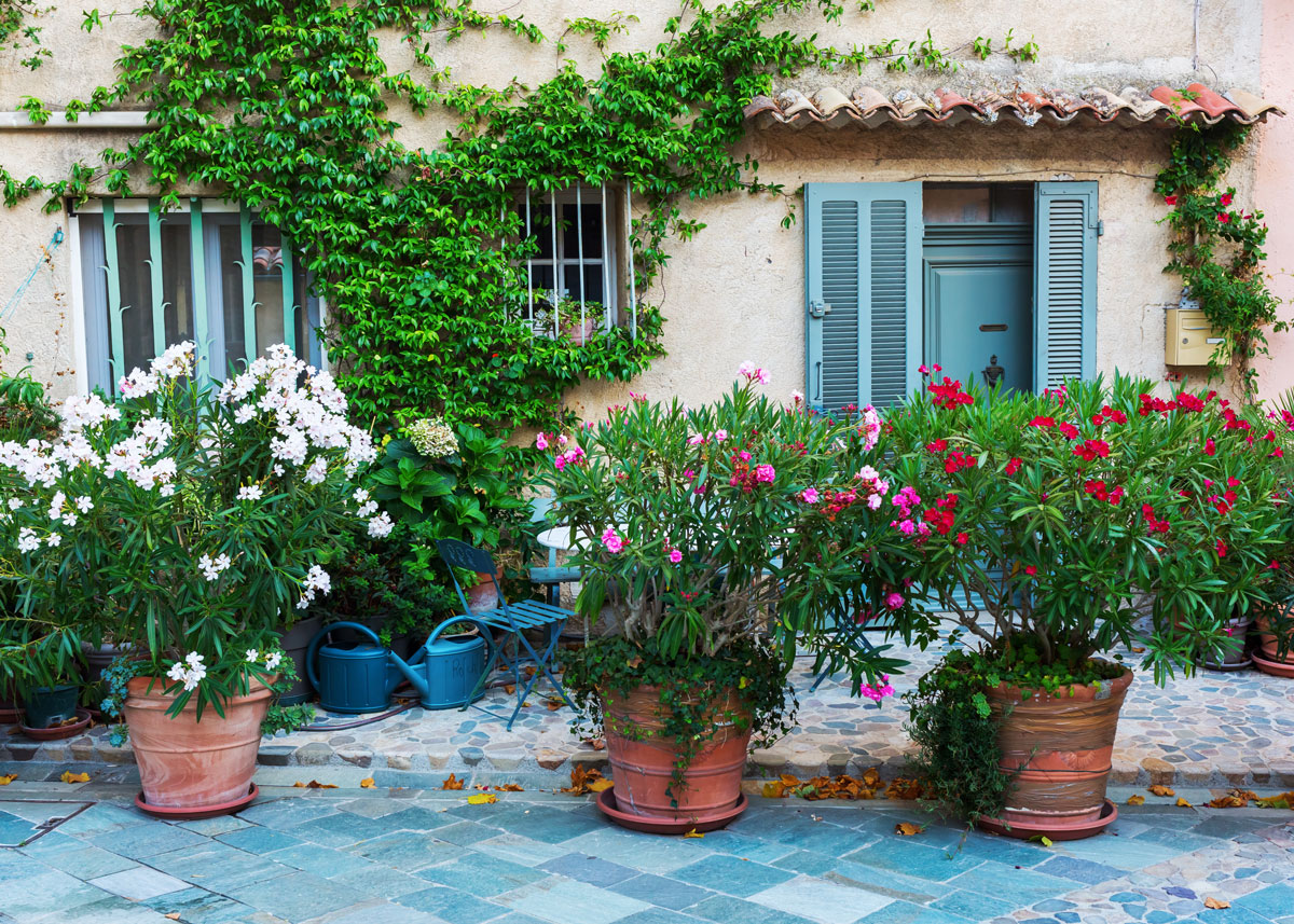 OLEANDR – NERIUM OLEANDR