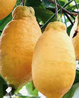 Citrus limone - citronovník 170-200cm