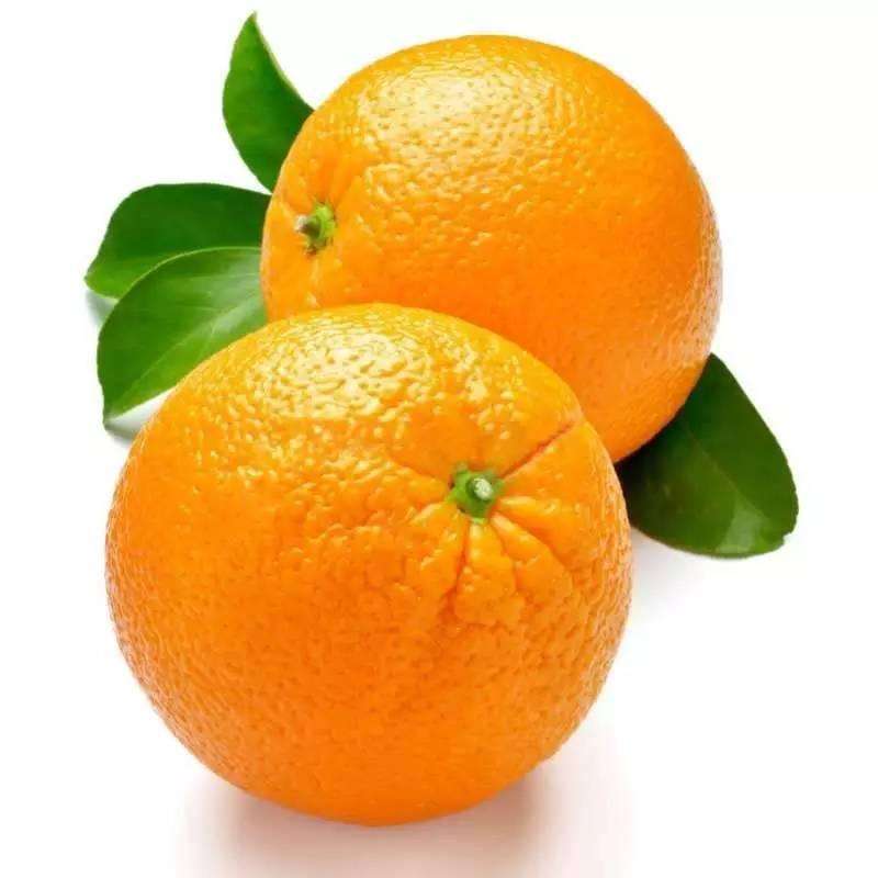 Citrus sinensis - Pomerančovník - 170-190cm