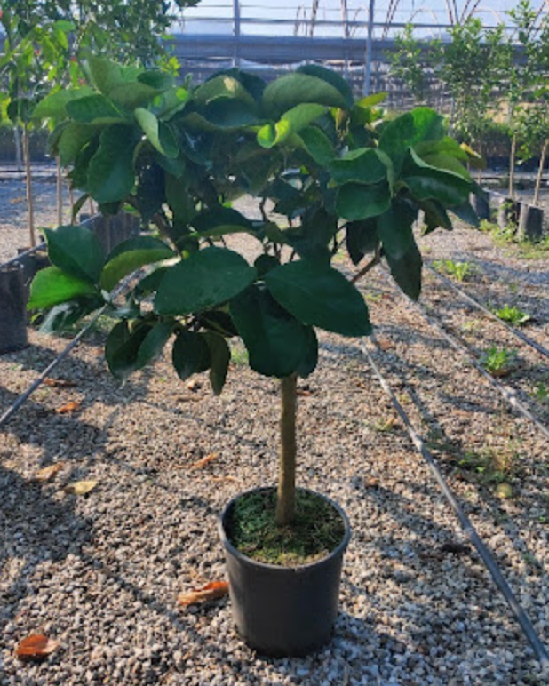 Citrus sinensis - Pomerančovník - 170-190cm