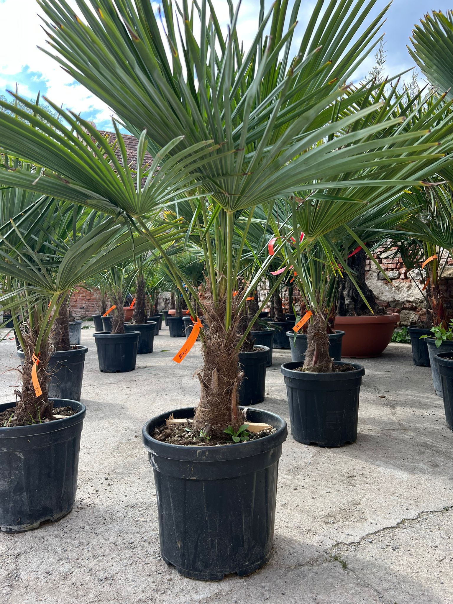 Trachycarpus fortunei, kmen 40cm, celková výška 110-130cm s květináčem