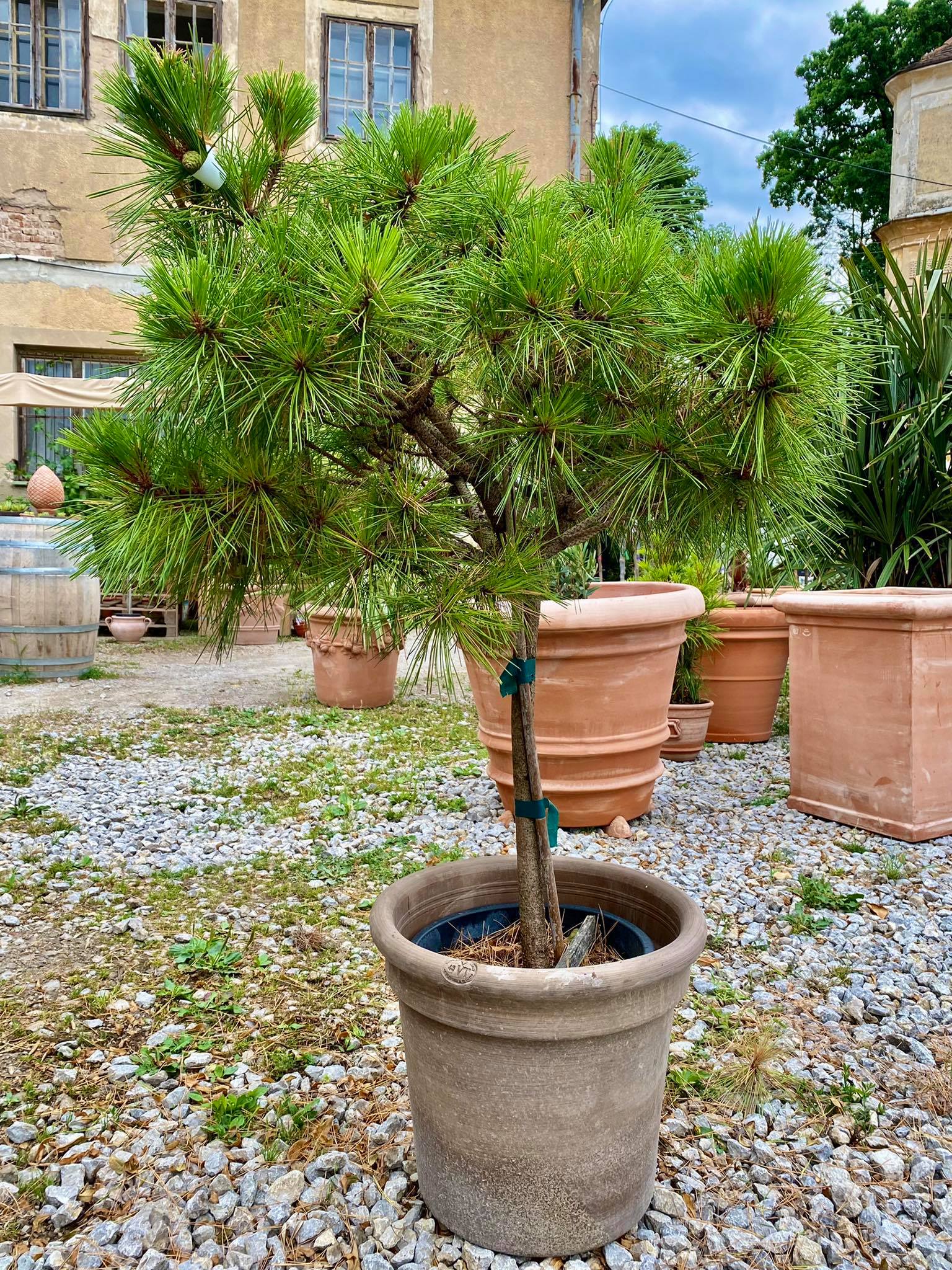 Borovice Brepo Pinus Nigra Brepo 63cm výška rostliny + květináč