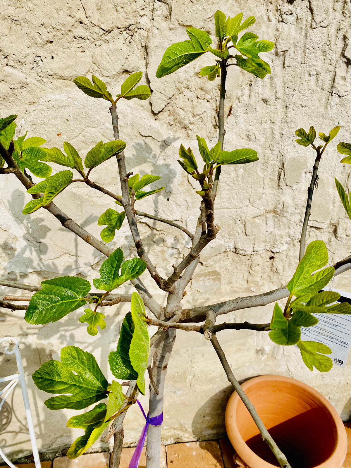 Fíkovník Ficus carica - 250cm, -12°C
