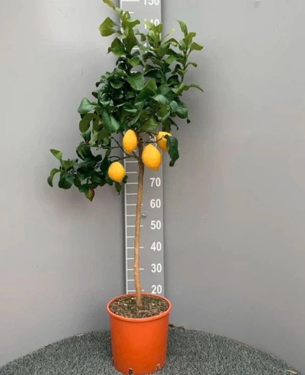 Citrus Carrubaro 130-150cm s kvetináčom