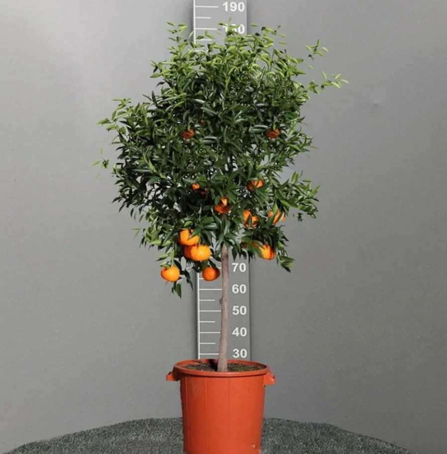 Mandarínka - Citrus reticulata - výška 130+cm