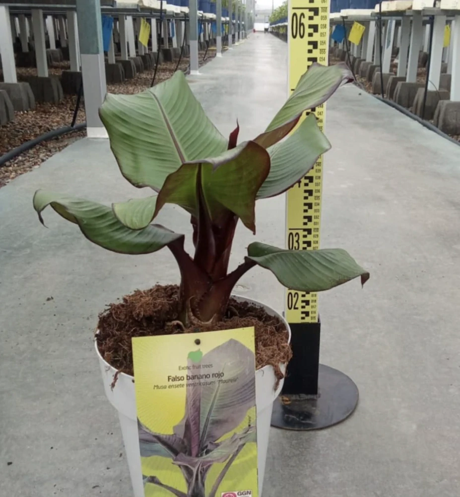 Banánovník habešský - Musa Ensete Maurelii - 50cm výška s květináčem