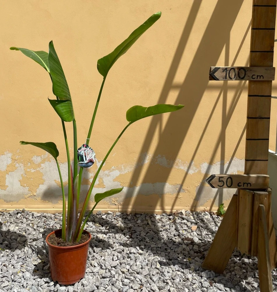 Strelície nicolai single kmeň 80-90cm s květináčem