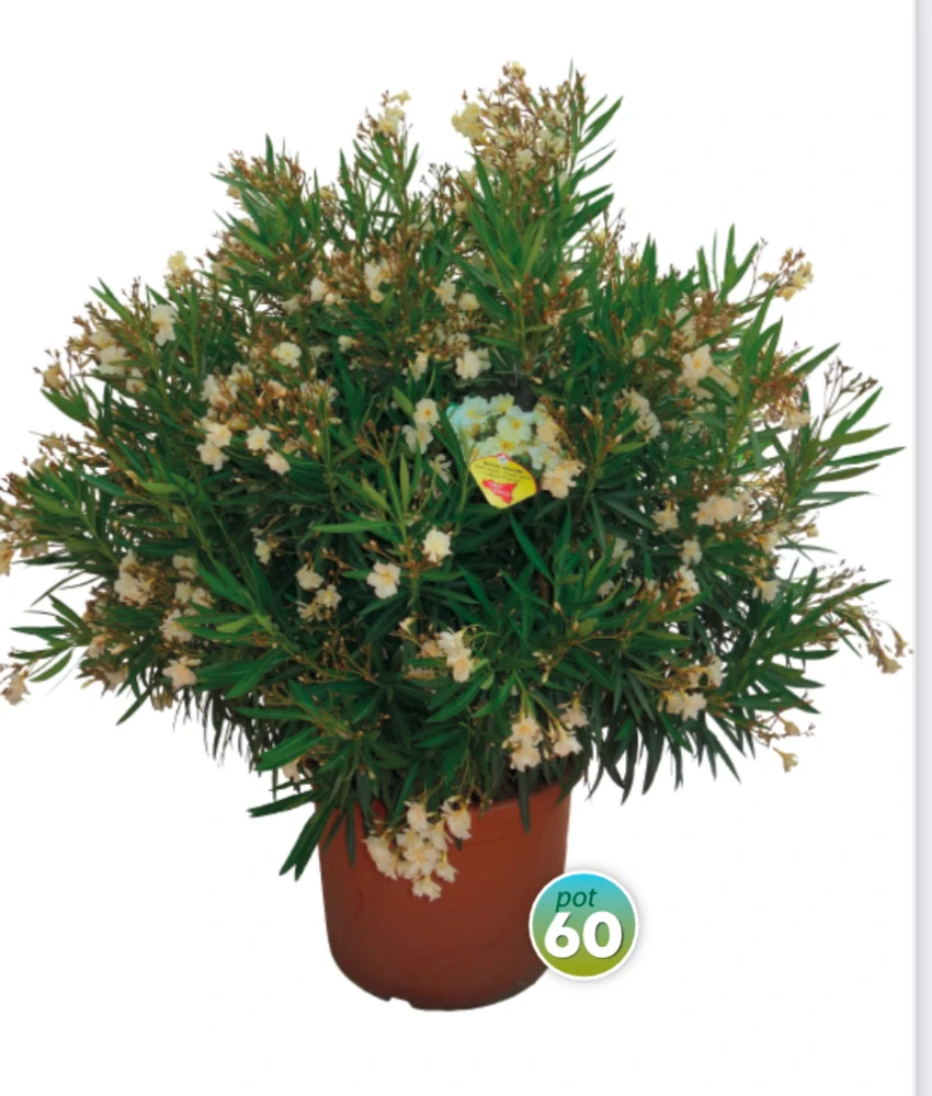Nerium Oleander různé barvy - výška 150-180 CM s květináčem