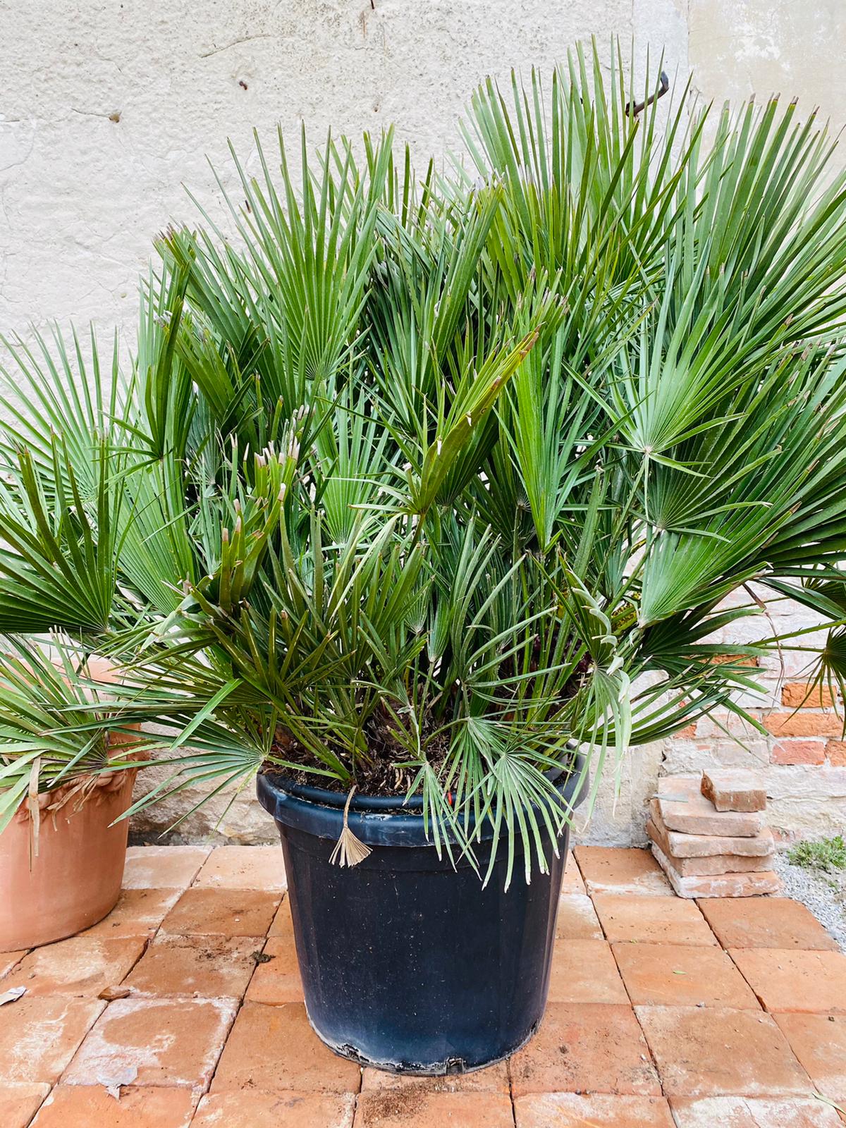 Chamaerops Humilis - výška 140 cm květináč 80L