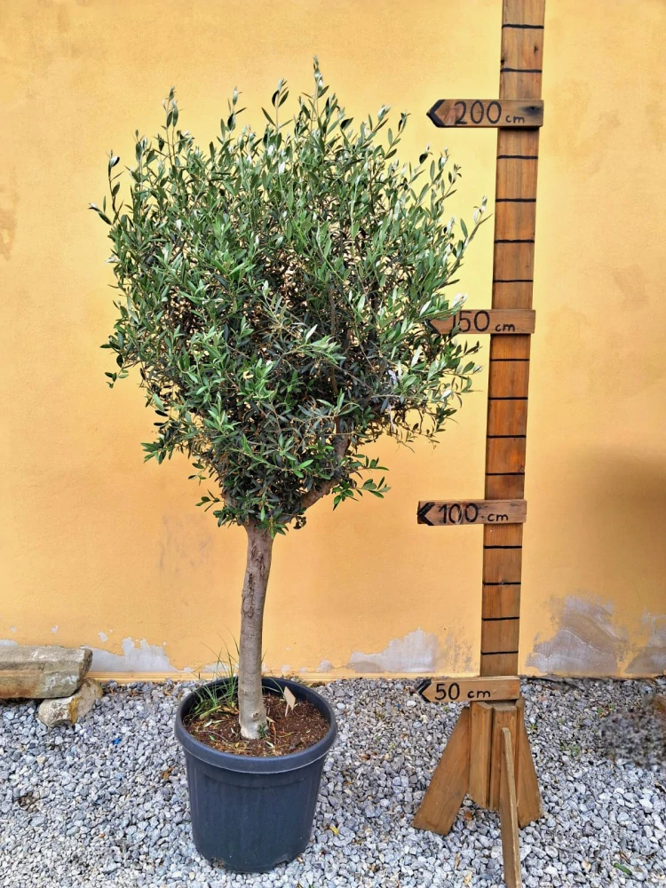 Olea Europaea - olivovník 190-210cm s květináčem