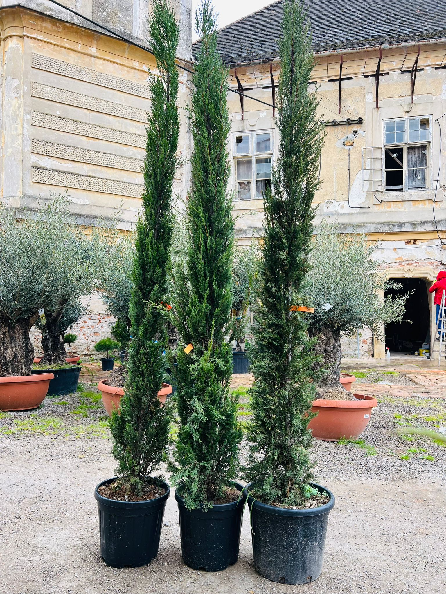 Kypr "Totem" 250cm výška bez květináče