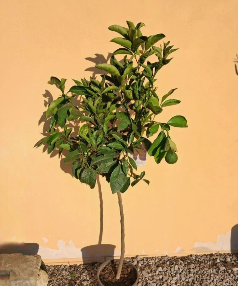 Pomerančovník oválný kalábrijský - Arancio ovale Calabrese, výška 120-150cm s květináčem