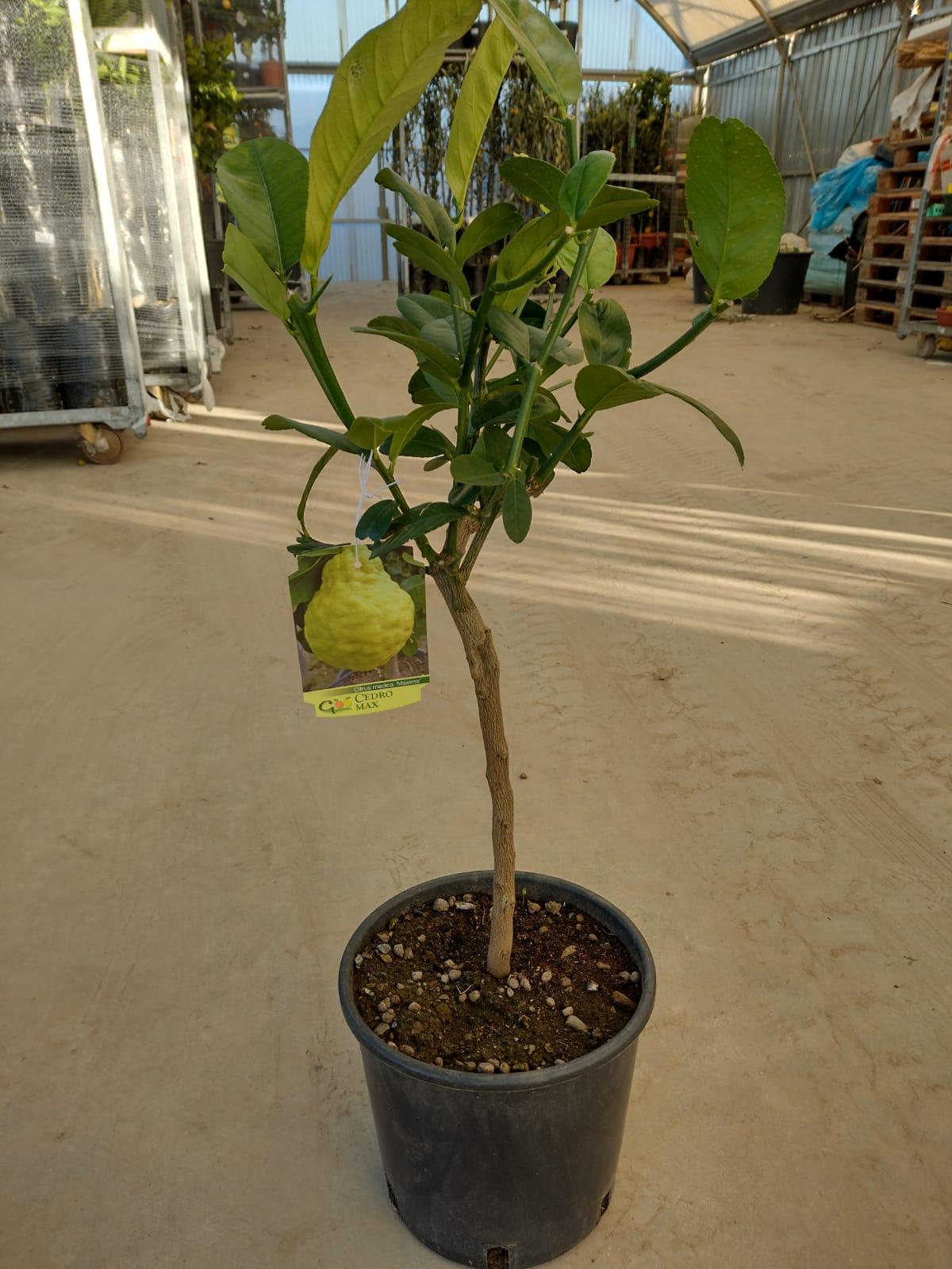Citrus Cedro max (Medica) - cedrát - výška 60/70cm