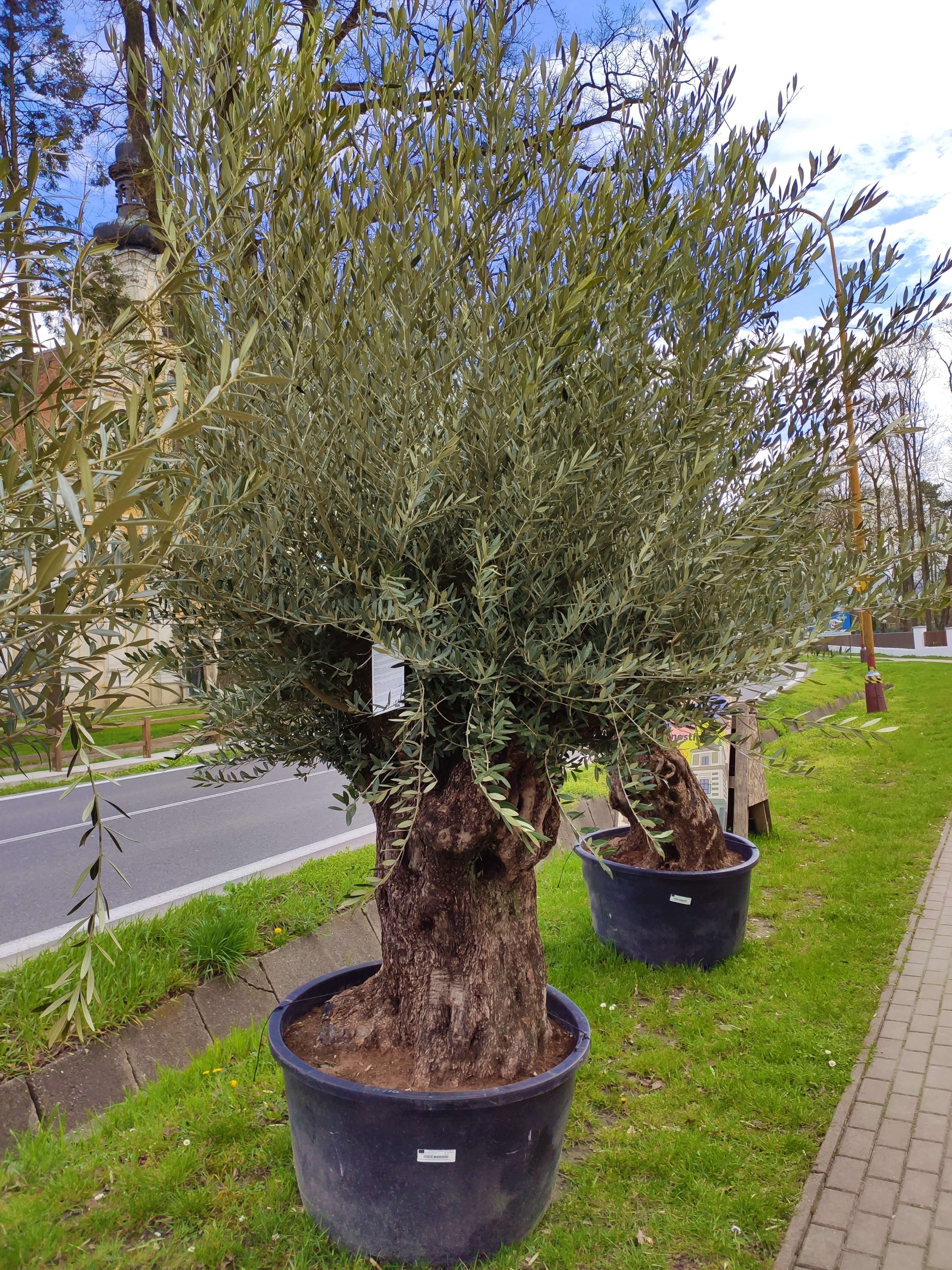 Olivovník Olea europaea Bonsai 220cm, 285L