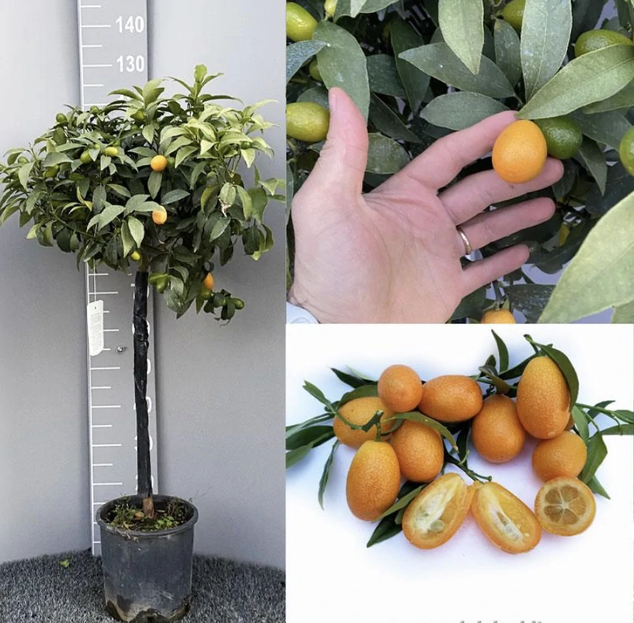 Kumquat - výška 140-150cm, šířka květináče 26cm