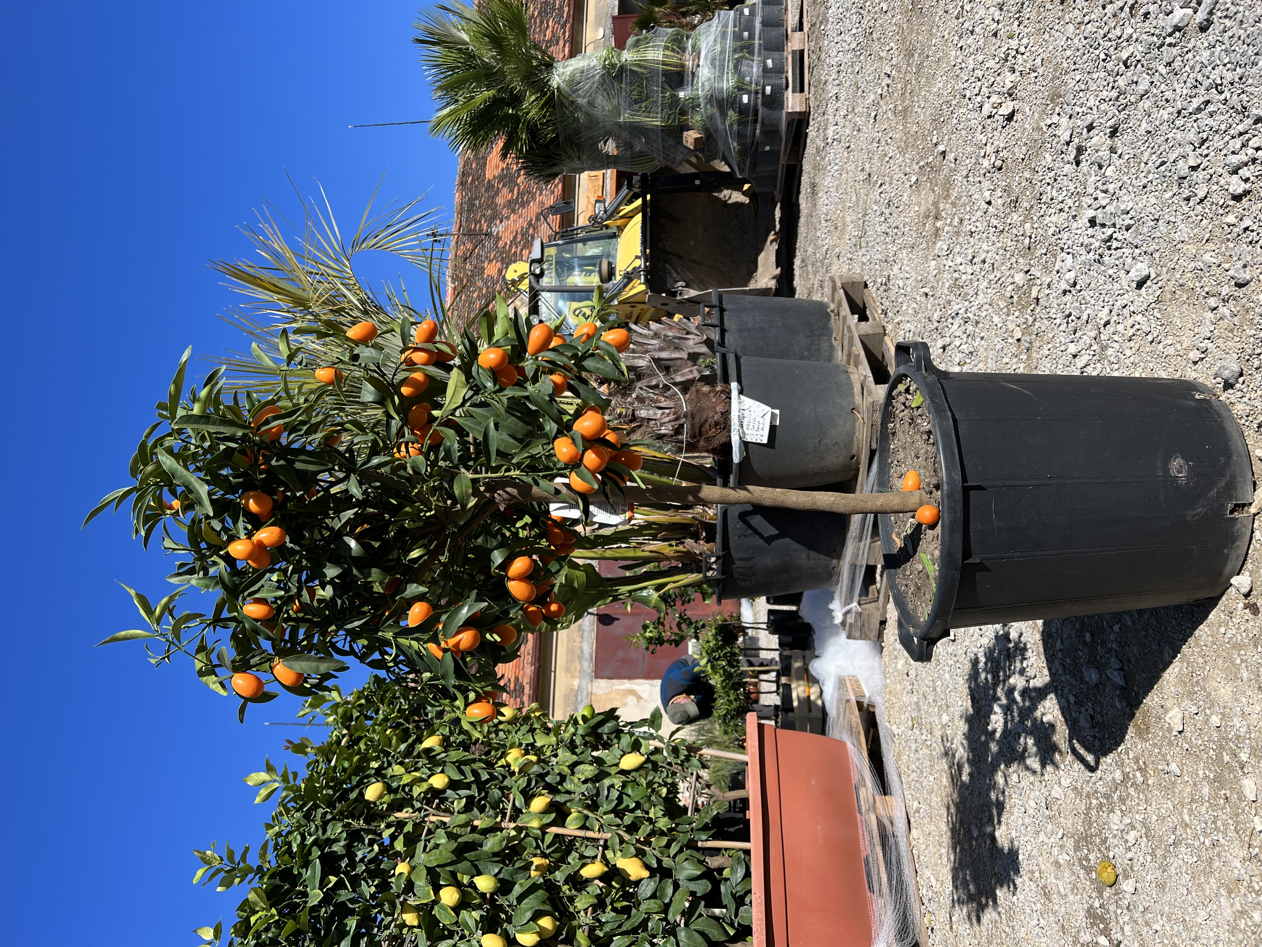 Kumquat výška 140-170cm s květináčem