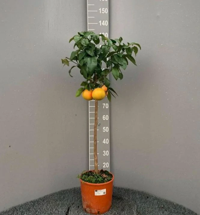 Grapefruit žlutý (Grep)- Pompelmo giallo, výška 130-160cm