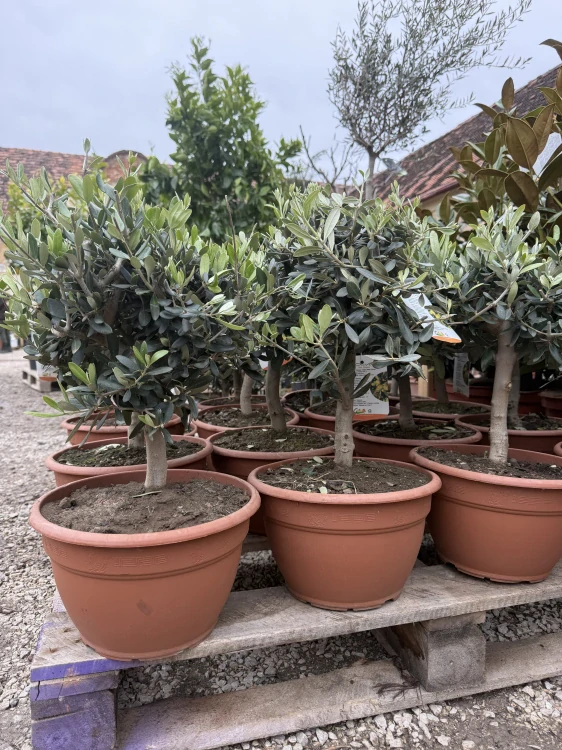 Olea Europaea - olivovník 40-45cm s kvetináčem