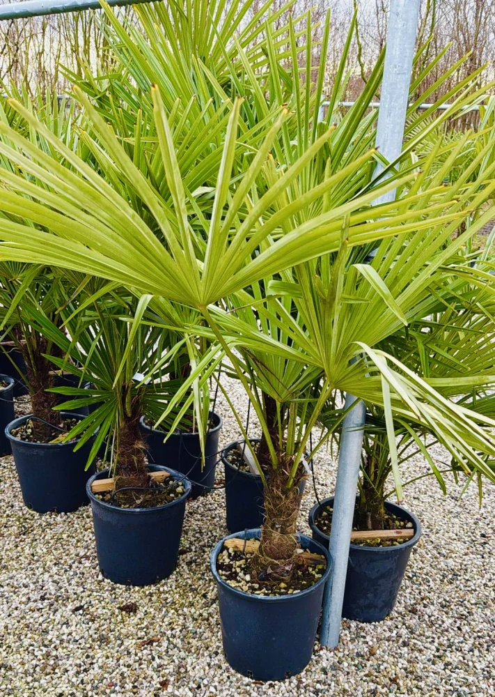 Trachycarpus fortunei (Chamaerops excelsa), výška 110-130cm s květináčem