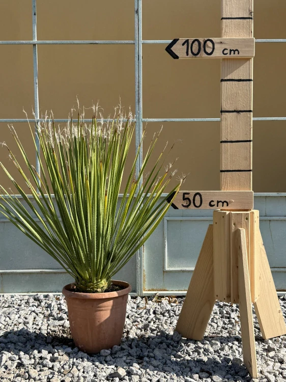 Dasylirion serratifolium 80cm s květináčem (-10°C)
