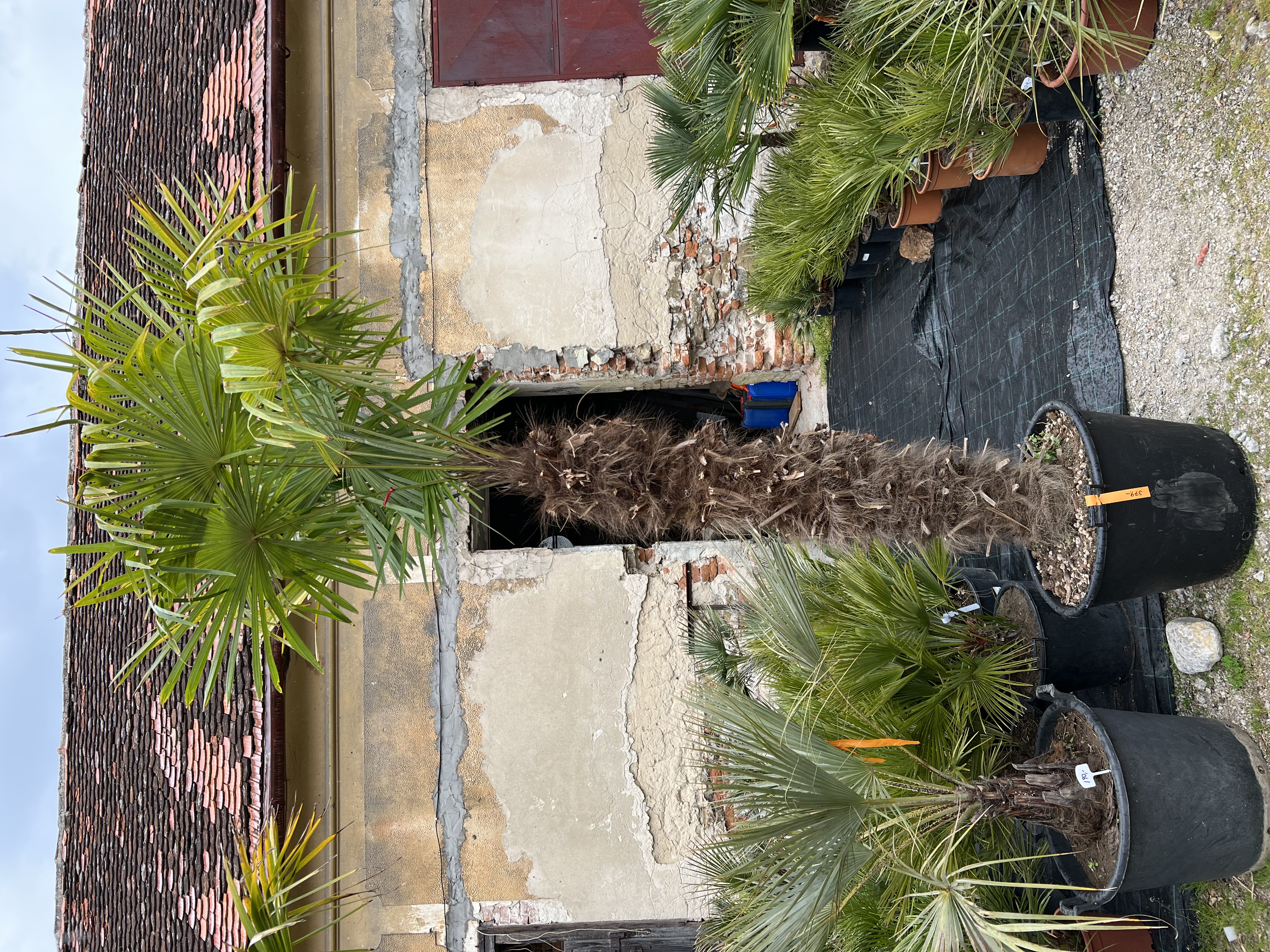 Trachycarpus fortunei, výška kmene 165cm
