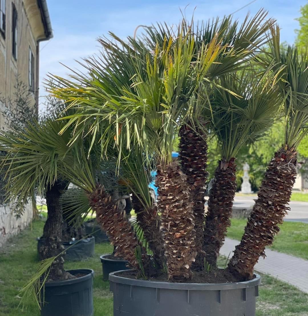 Chamaerops Humilis 250cm, -14°C