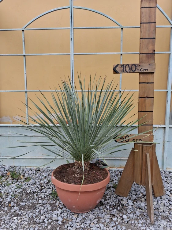 Yucca Rostrata v deco květináči -22°C