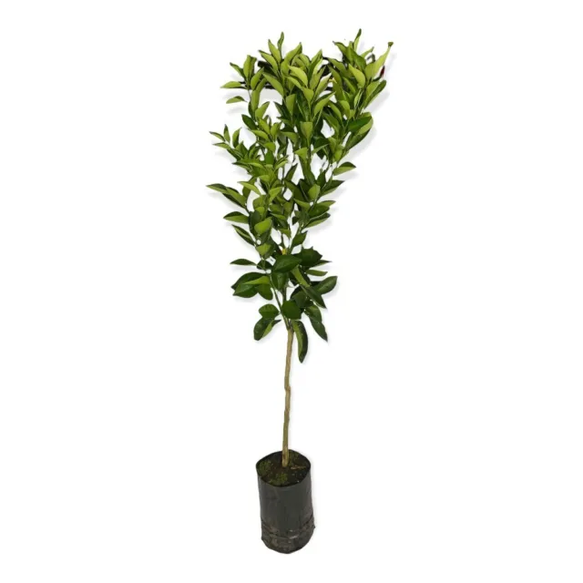 Mandarinka Clementina - Citrus Clementino - výška 130-150cm