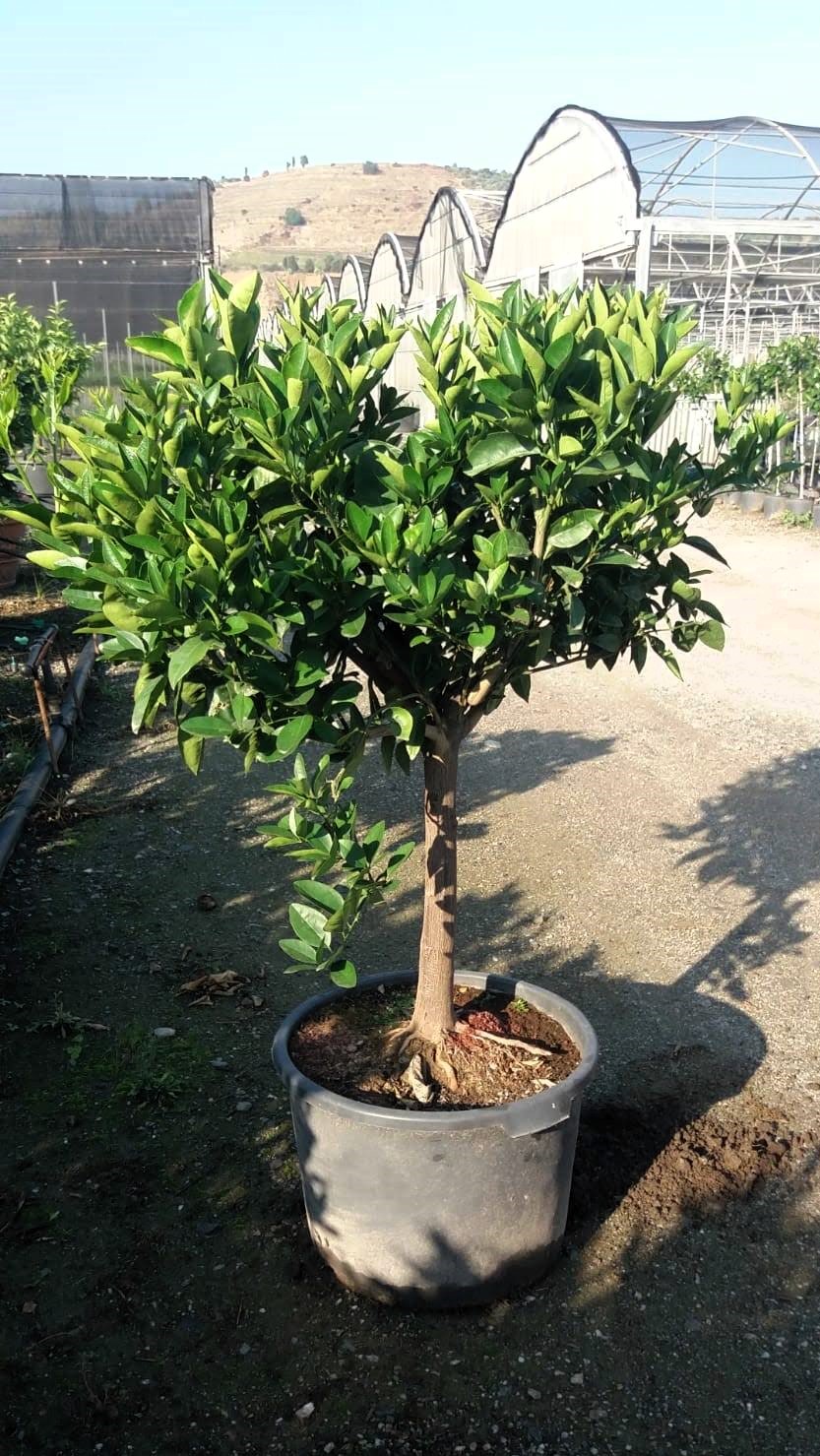 Citrus Arancio s plody - výška 150/160cm