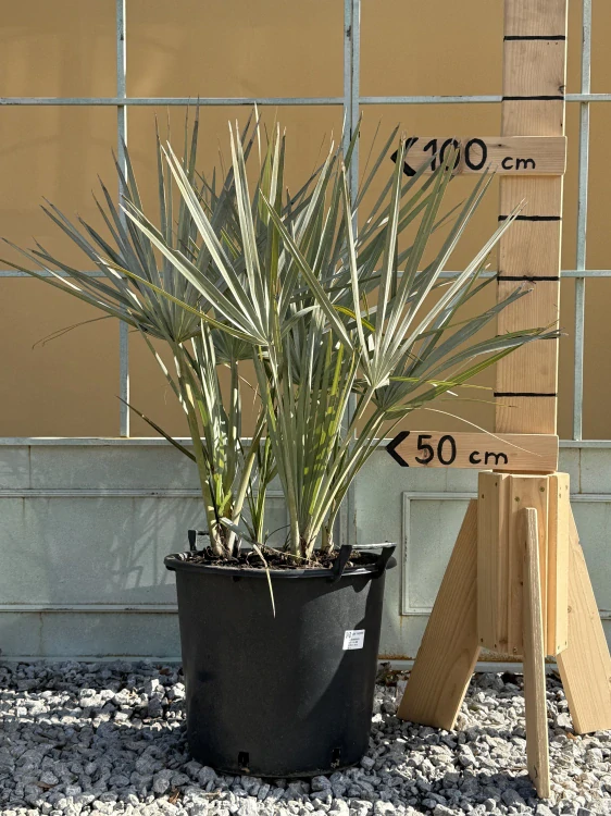 Nannorrhops ritchiana, do -23 °C, výška 100cm