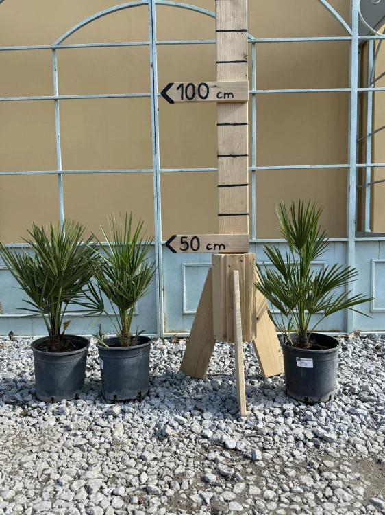 AKCE 2+1 ZDARMA - Chamaerops Humilis 40-50cm, -14°C