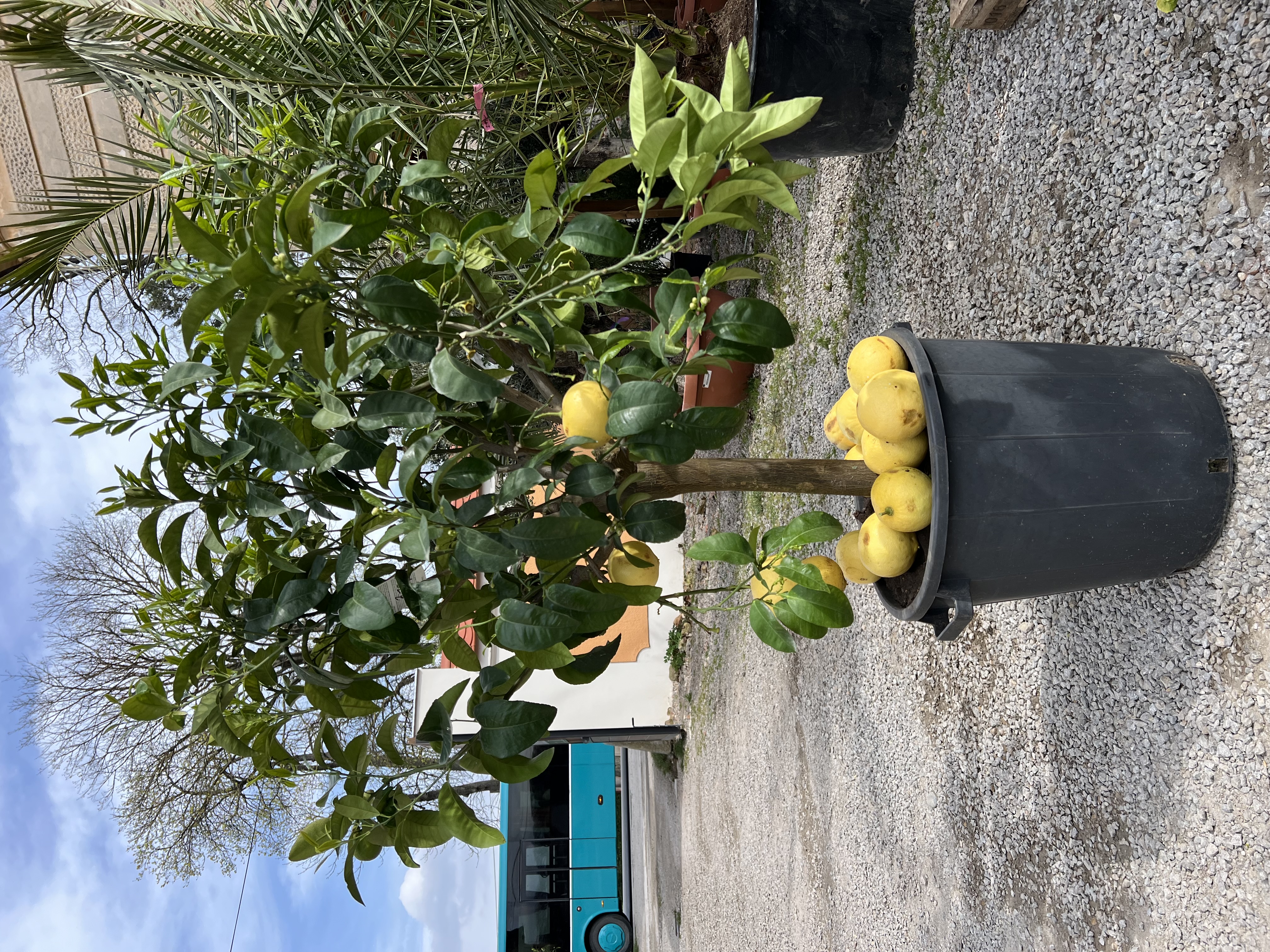 Pomelo 160cm s plody