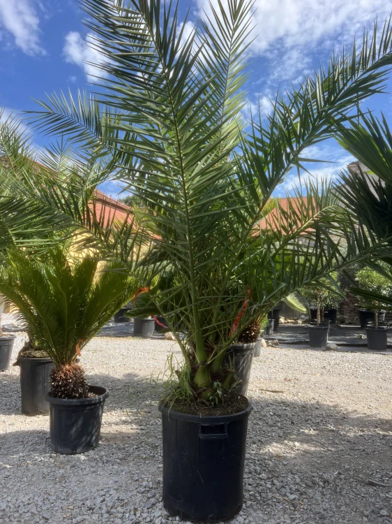 Phoenix canariensis - Datlovník kanárský 200-230cm