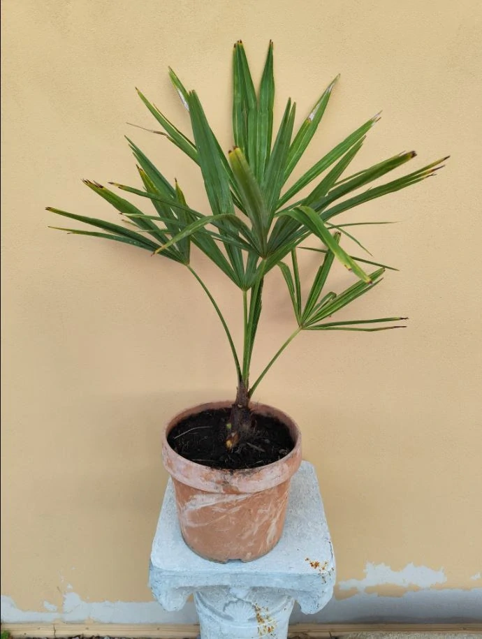 Trachycarpus fortunei, kmen 10-15cm, celková výška 60-80cm s květináčem