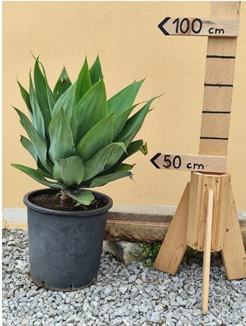 Agave attenuata - výška s květináčem 60 - 80 cm