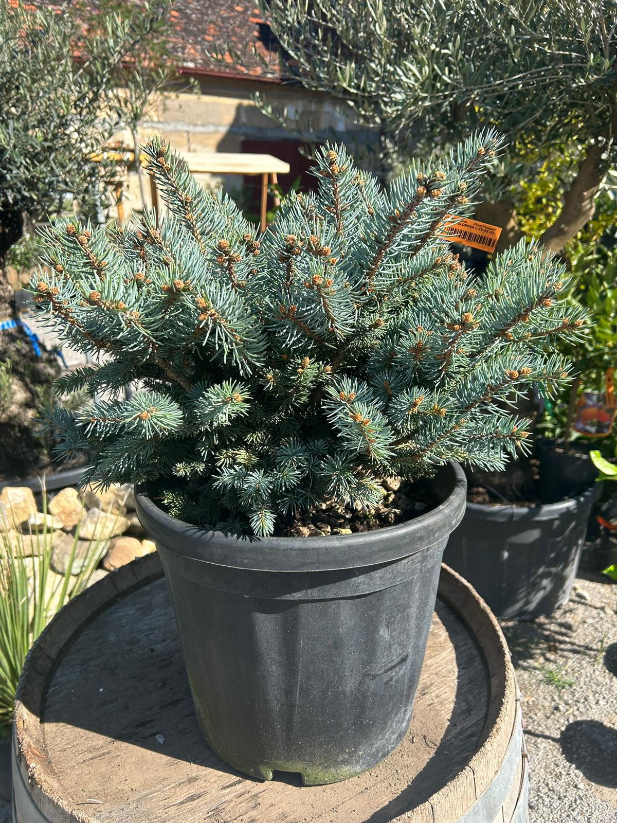 Smrek pichľavý (Picea Costeriana Globosa)