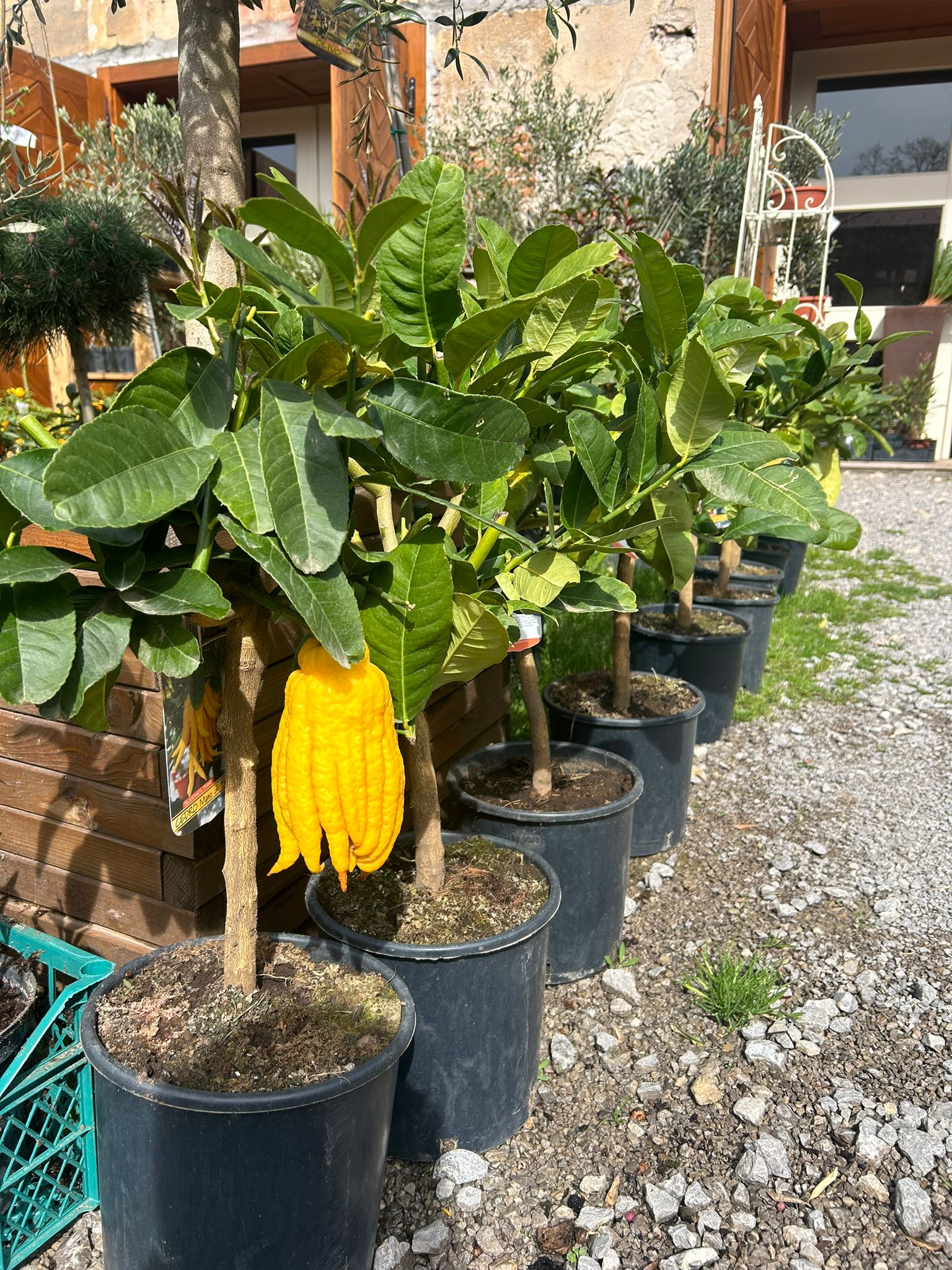 Citrus Budhova ruka - Mano di Budha - 60-80 cm