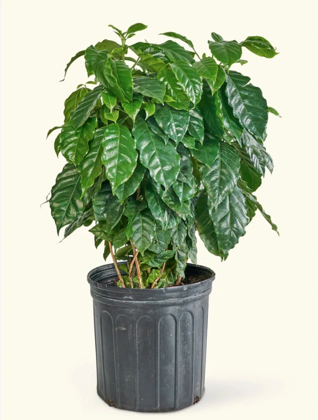Kávovník - Coffee Arabica, výška 80-90cm s květináčem