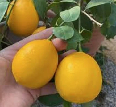 Citrus Meyer/Citronovník Meyer s plody, výška 140-170cm s květináčem