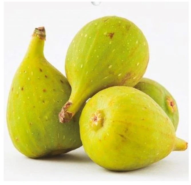 Fíkovník Ficus carica - odrůda DOTTATO 160-170cm, -12°C