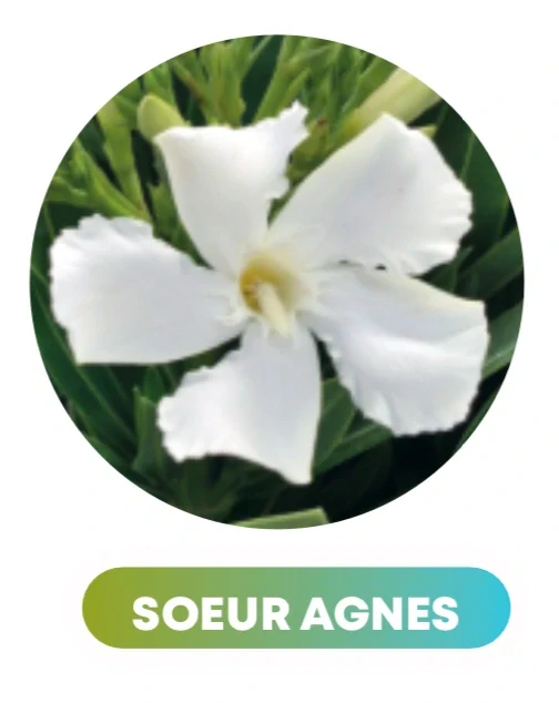 Nerium Oleander různé barvy - výška 130-150 CM s květináčem