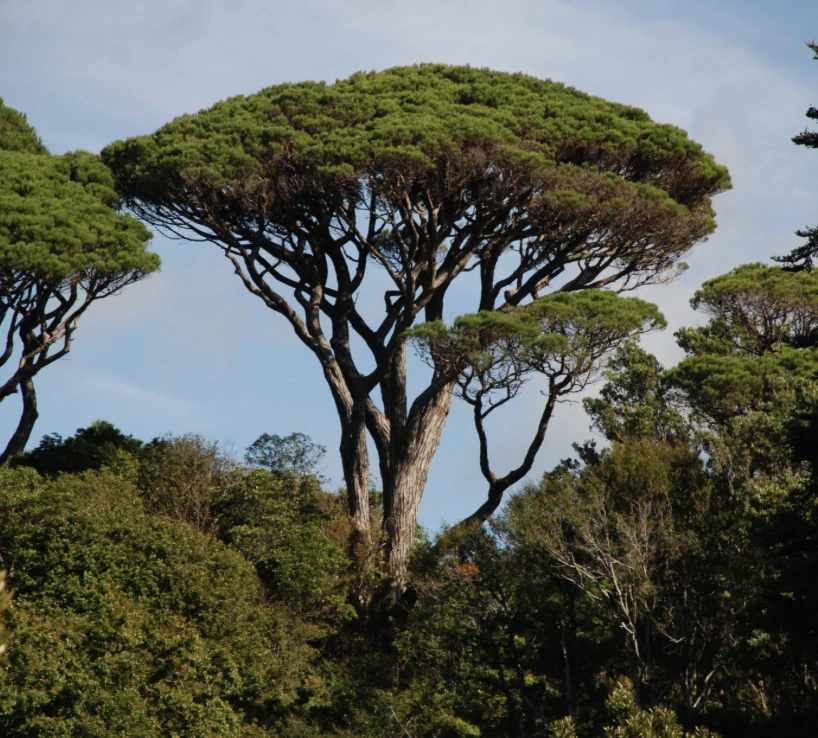  Borovice piniová - Pinus pinea výška 160cm s květináčem