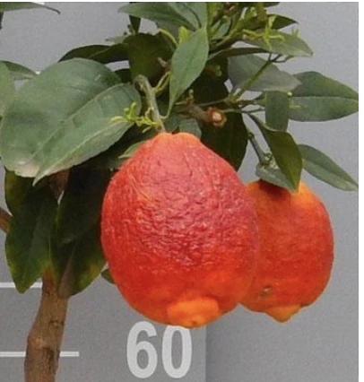 Citrus Limone Rosso veľký starší strom (červený citrus) - výška 170-190 cm s kvetináčem