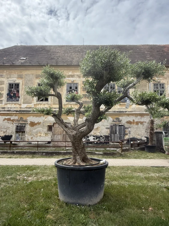 Olea Europea - olivovník 240-260 cm s kvetináčem