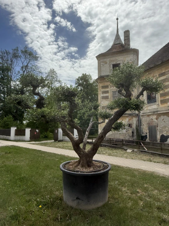 Olea Europea - olivovník 240-260 cm s kvetináčem
