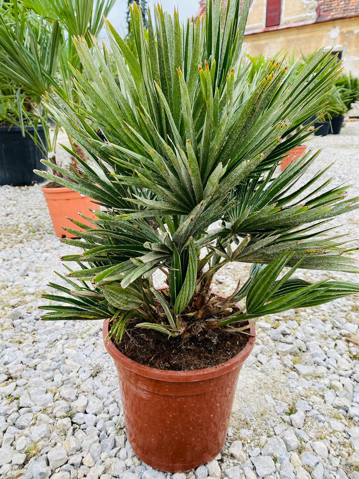 Chamaerops humilis Vulcano 60-70cm, -10°C