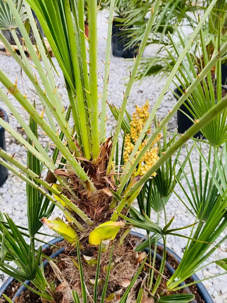 Chamaerops Humilis 150cm, -14°C