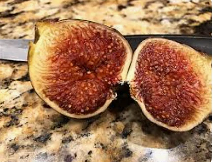 Fíkovník Ficus carica - odrůda Portugal - 160-170cm, -12°C